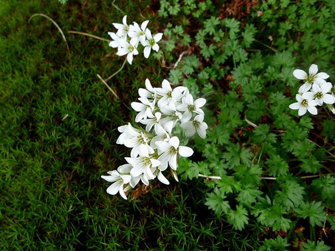 Saxifraga geranioides © <a href="//commons.wikimedia.org/wiki/User:Isidre_blanc" title="User:Isidre blanc">Isidre blanc</a>