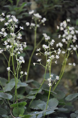 Saxifraga hirsuta © <a href="//commons.wikimedia.org/wiki/User:Secundum_naturam" title="User:Secundum naturam">Secundum naturam</a>