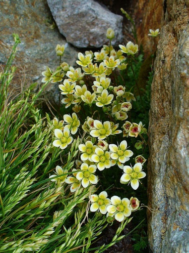 Saxifraga muscoides © H. Zell