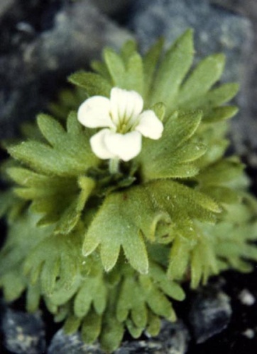 Saxifraga pedemontana © <a href="//commons.wikimedia.org/wiki/Ghislain118" class="mw-redirect" title="Ghislain118">Ghislain118 (AD) </a> <a rel="nofollow" class="external free" href="http://www.fleurs-des-montagnes.net">http://www.fleurs-des-montagnes.net</a>