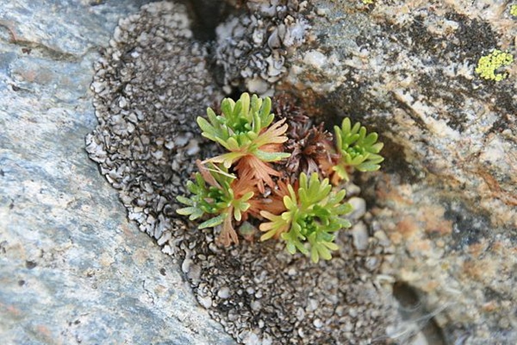 Saxifraga pentadactylis © <a href="//commons.wikimedia.org/wiki/User:Nachosan" title="User:Nachosan">Nachosan</a>