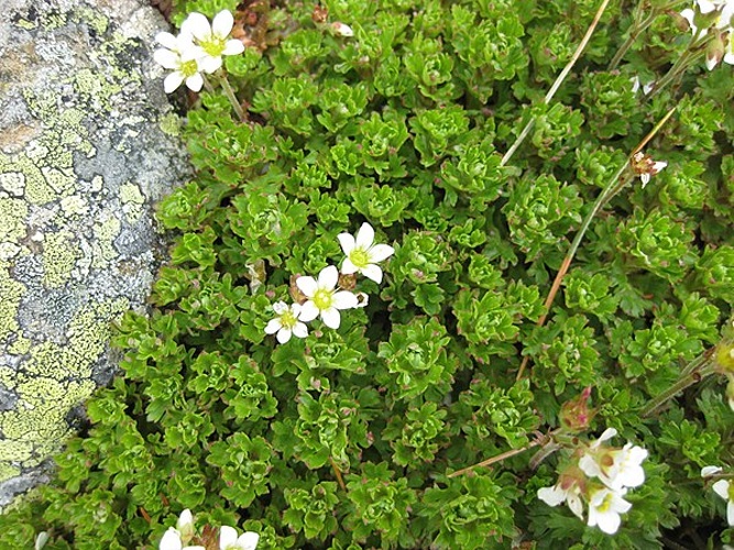 Saxifraga praetermissa © <a href="//commons.wikimedia.org/wiki/User:Meneerke_bloem" title="User:Meneerke bloem">Meneerke bloem</a>