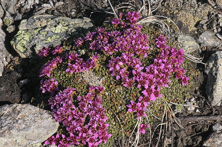 Saxifraga retusa © <a href="//commons.wikimedia.org/wiki/User:HermannSchachner" title="User:HermannSchachner">HermannSchachner</a>