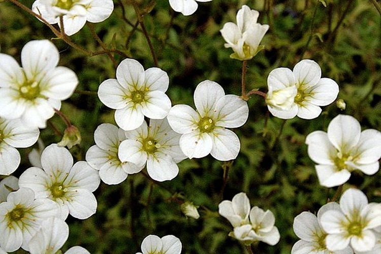 Saxifraga rosacea © <a href="//commons.wikimedia.org/wiki/User:Hedwig_Storch" title="User:Hedwig Storch">Hedwig Storch</a>