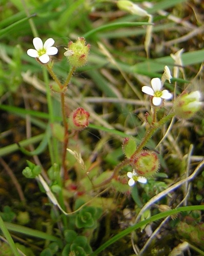 Saxifraga tridactylites © No machine-readable author provided. <a href="//commons.wikimedia.org/wiki/User:Aroche" title="User:Aroche">Aroche</a> assumed (based on copyright claims).