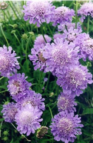 Scabiosa cinerea &copy; <a href="//commons.wikimedia.org/wiki/Ghislain118" class="mw-redirect" title="Ghislain118">Ghislain118 (AD) </a> <a rel="nofollow" class="external free" href="http://www.fleurs-des-montagnes.net">http://www.fleurs-des-montagnes.net</a>