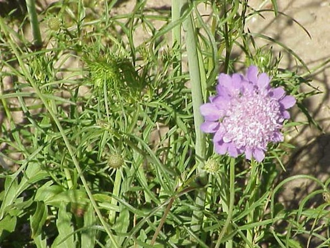 Scabiosa columbaria &copy; Kurt Stüber <a rel="nofollow" class="external autonumber" href="http://www.kurtstueber.de/">[1]</a>