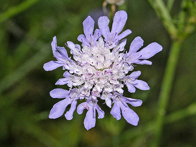 Scabiosa triandra &copy; <a href="//commons.wikimedia.org/wiki/User:Hectonichus" title="User:Hectonichus">Hectonichus</a>