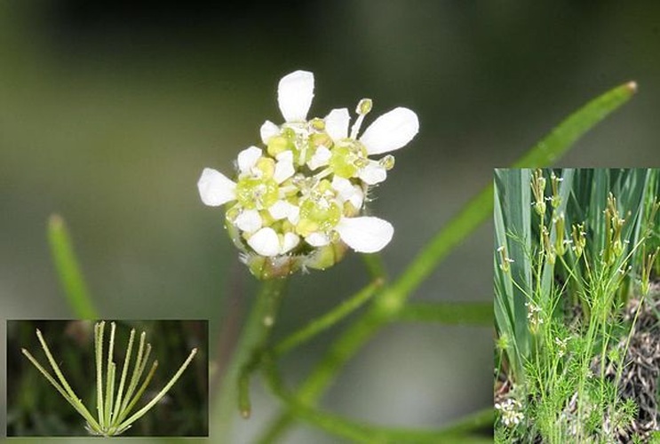 Scandix australis © <a href="//commons.wikimedia.org/wiki/User:Alberto_Salguero" title="User:Alberto Salguero">Alberto Salguero</a>