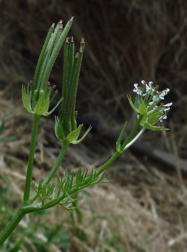 Scandix pecten-veneris © <a href="//commons.wikimedia.org/wiki/User:G.Hagedorn" title="User:G.Hagedorn">G.Hagedorn</a>