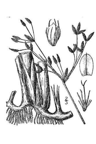 Schoenoplectus lacustris © 