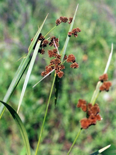 Scirpus atrovirens © Jennifer Anderson. United States, IA, Scott Co., Davenport, Nahant Marsh. 2002.