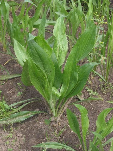 black salsify © <a href="//commons.wikimedia.org/wiki/User:Rasbak" title="User:Rasbak">Rasbak</a>