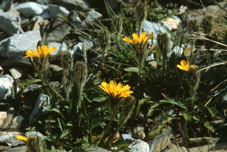 Scorzoneroides montana &copy; <a href="//commons.wikimedia.org/w/index.php?title=User:Nordschitz&amp;action=edit&amp;redlink=1" class="new" title="User:Nordschitz (page does not exist)">Nordschitz</a>