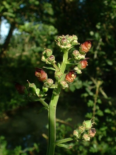 Scrophularia auriculata &copy; 