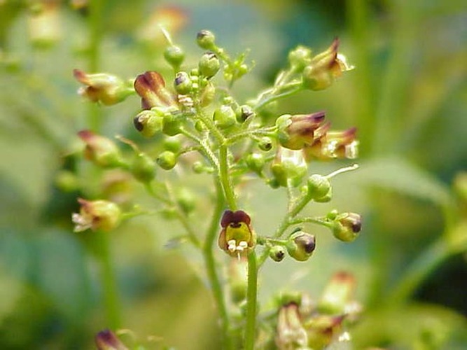 Scrophularia nodosa &copy; Kurt Stüber <a rel="nofollow" class="external autonumber" href="http://www.kurtstueber.de/">[1]</a>