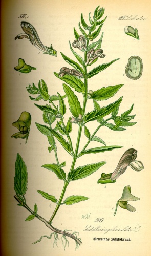 Scutellaria galericulata © 