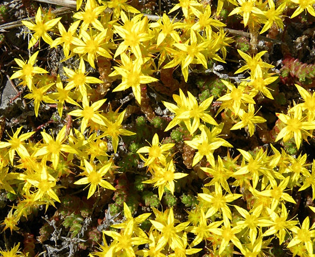Sedum acre &copy; <a href="//commons.wikimedia.org/wiki/User:Wilson44691" title="User:Wilson44691">Wilson44691</a>