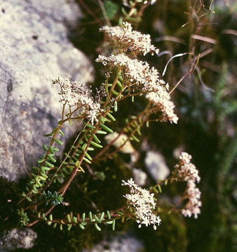 Sedum album &copy; <a href="//commons.wikimedia.org/wiki/User:Franz_Xaver" title="User:Franz Xaver">Franz Xaver</a>