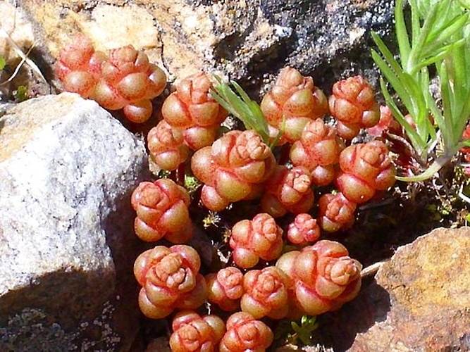 Sedum andegavense © <a href="//commons.wikimedia.org/wiki/User:Javier_martin" title="User:Javier martin">Javier martin</a>