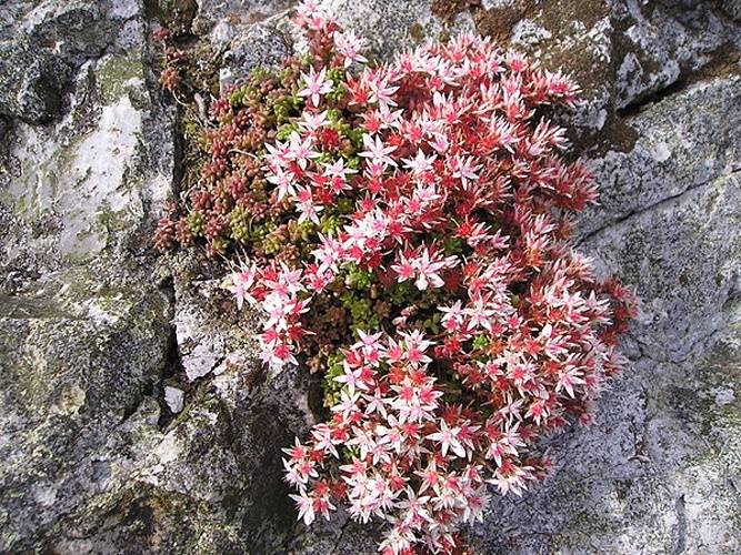 Sedum anglicum © <a href="//commons.wikimedia.org/wiki/User:Cwmhiraeth" title="User:Cwmhiraeth">Cwmhiraeth</a>