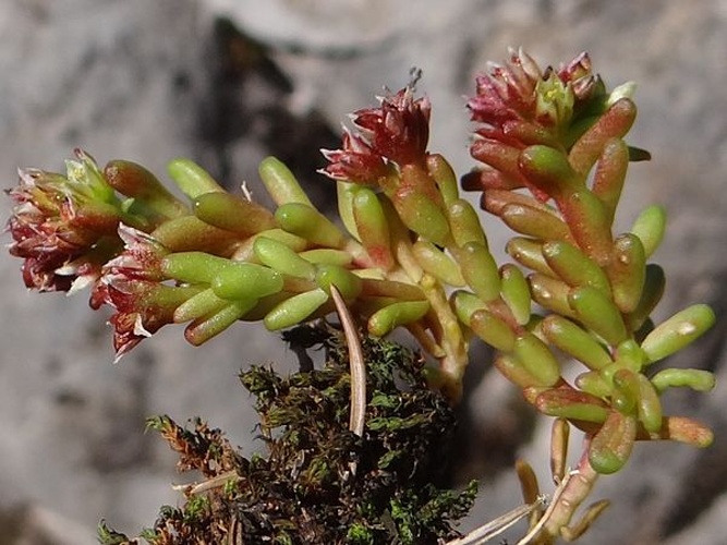 Sedum atratum © Jerzy Opioła