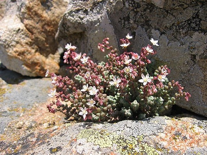 Sedum brevifolium © <a href="//commons.wikimedia.org/wiki/User:Tigerente" title="User:Tigerente">User:Tigerente</a>