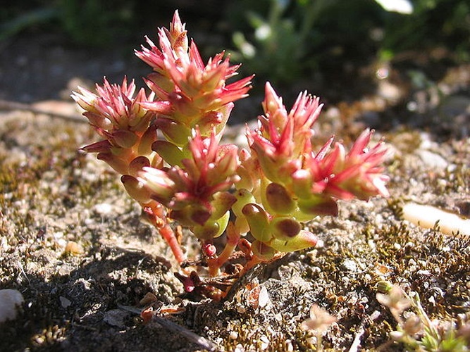 Sedum caespitosum © No machine-readable author provided. <a href="//commons.wikimedia.org/wiki/User:Alberto_Salguero" title="User:Alberto Salguero">Alberto Salguero</a> assumed (based on copyright claims).
