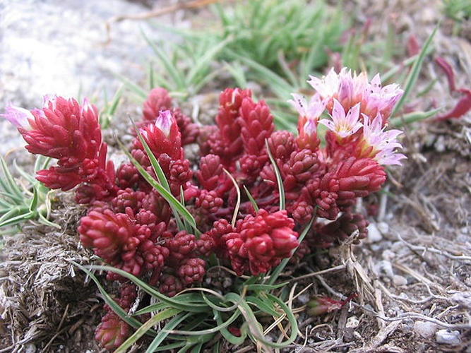 Sedum candollei © No machine-readable author provided. <a href="//commons.wikimedia.org/wiki/User:Alberto_Salguero" title="User:Alberto Salguero">Alberto Salguero</a> assumed (based on copyright claims).