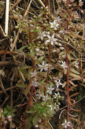 Sedum cepaea &copy; No machine-readable author provided. <a href="//commons.wikimedia.org/wiki/User:Aroche" title="User:Aroche">Aroche</a> assumed (based on copyright claims).