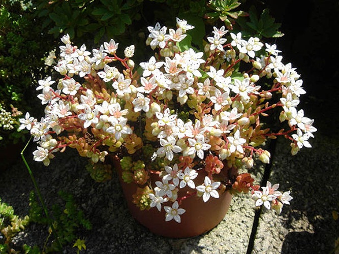 Sedum hirsutum &copy; <a href="//commons.wikimedia.org/wiki/Ghislain118" class="mw-redirect" title="Ghislain118">Ghislain118</a>  <a rel="nofollow" class="external free" href="http://www.fleurs-des-montagnes.net">http://www.fleurs-des-montagnes.net</a>