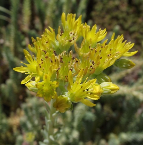 Sedum reflexum &copy; <a href="//commons.wikimedia.org/wiki/User:Stickpen" title="User:Stickpen">Stickpen</a>