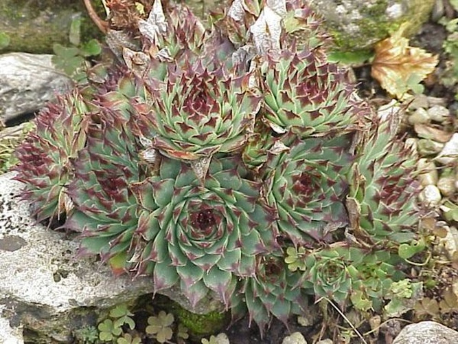 Sempervivum calcareum © Kurt Stueber