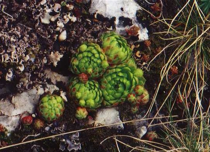 Sempervivum globiferum &copy; Manuel Werner, Nürtingen