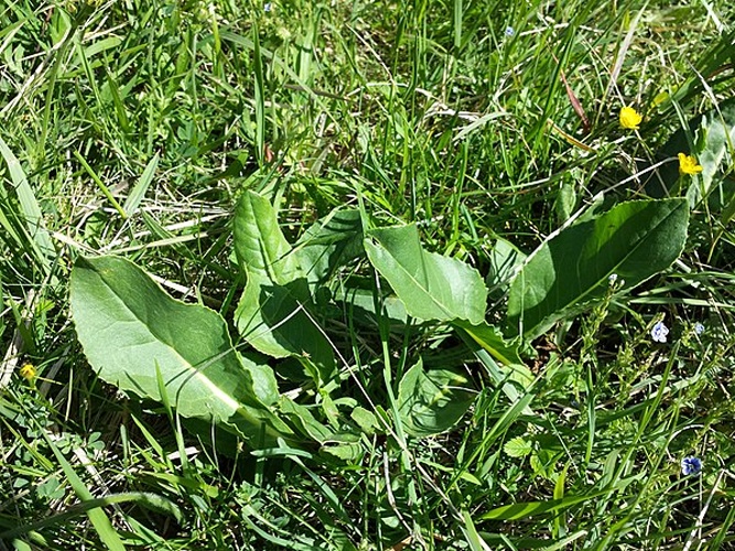 Senecio doria &copy; <a href="//commons.wikimedia.org/wiki/User:Stefan.lefnaer" title="User:Stefan.lefnaer">Stefan.lefnaer</a>