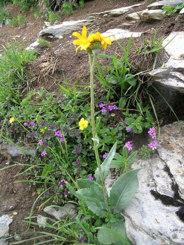 Senecio doronicum &copy; <a href="//commons.wikimedia.org/w/index.php?title=User:Thommybe&amp;action=edit&amp;redlink=1" class="new" title="User:Thommybe (page does not exist)">Thomas Mathis</a>