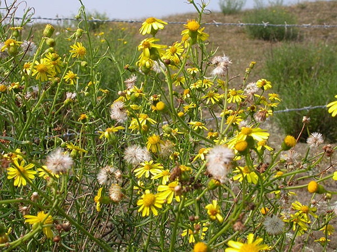 Senecio inaequidens © Pieter Pelser