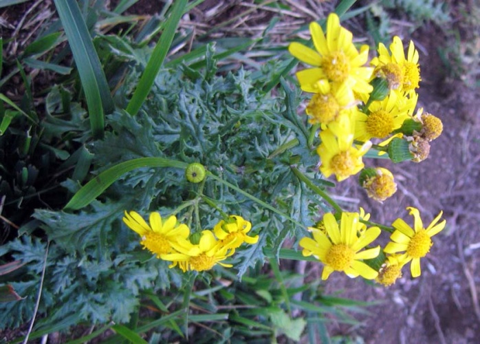 Senecio squalidus © <a href="//commons.wikimedia.org/wiki/User:Tsnena" title="User:Tsnena">Snežana Trifunović</a>