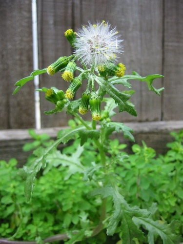 groundsel &copy; <a href="//commons.wikimedia.org/wiki/User:CarolSpears" title="User:CarolSpears">carol</a>