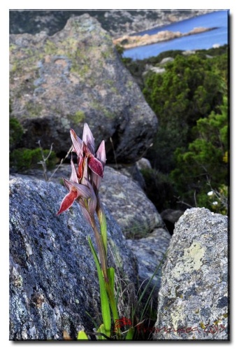 Serapias nurrica &copy; <a href="//commons.wikimedia.org/w/index.php?title=User:Magomerlino&amp;action=edit&amp;redlink=1" class="new" title="User:Magomerlino (page does not exist)">Magomerlino</a>