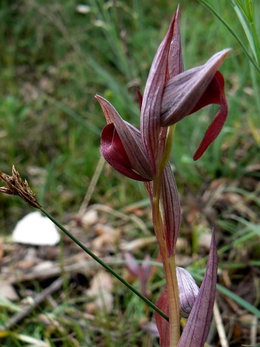 Serapias olbia © <a href="//commons.wikimedia.org/w/index.php?title=User:Johan_N&amp;action=edit&amp;redlink=1" class="new" title="User:Johan N (page does not exist)">Johan N</a>