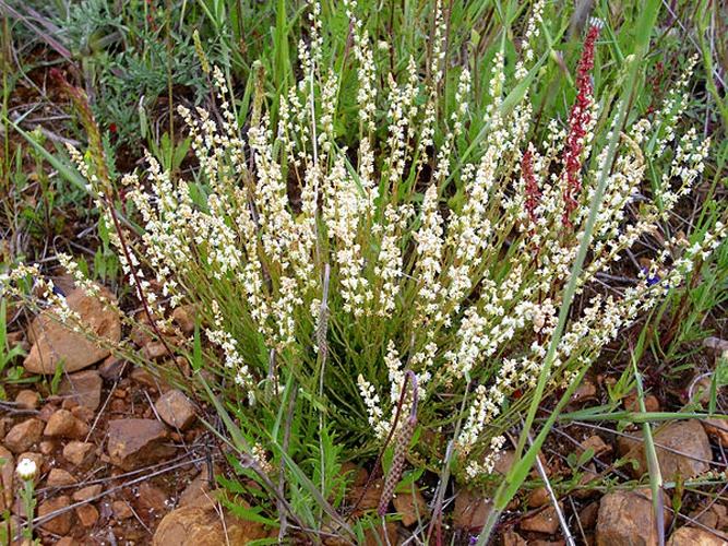 Sesamoides purpurascens © <a href="//commons.wikimedia.org/wiki/User:Javier_martin" title="User:Javier martin">Javier martin</a>