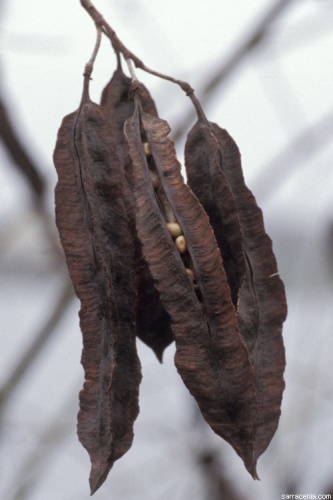 Sesbania punicea © Barry Rice