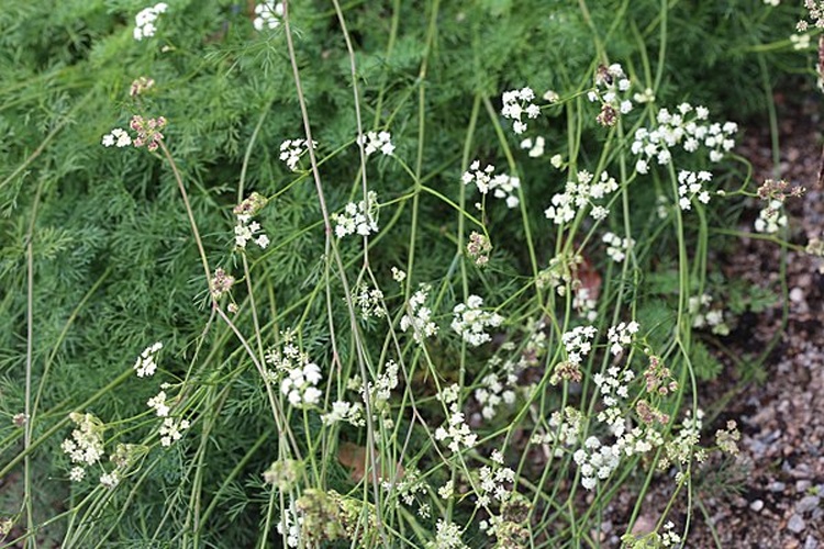 Seseli montanum © <a href="//commons.wikimedia.org/wiki/User:Averater" title="User:Averater">Averater</a>