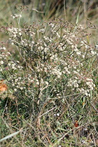 Seseli tortuosum &copy; <a href="//commons.wikimedia.org/wiki/User:Stefdn" title="User:Stefdn">Stefdn</a>