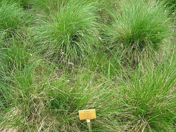 Sesleria caerulea © <a href="//commons.wikimedia.org/wiki/User:Daderot" title="User:Daderot">Daderot</a>