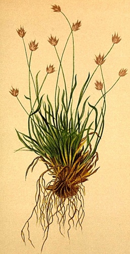 Sesleria ovata &copy; Anton Hartinger