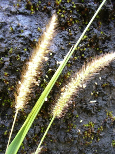 Setaria parviflora &copy; <a rel="nofollow" class="external text" href="http://www.hear.org/starr/">Forest &amp; Kim Starr</a>