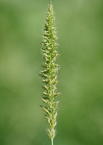 Setaria verticillata © <a href="//commons.wikimedia.org/wiki/User:J.M.Garg" title="User:J.M.Garg">J.M.Garg</a>