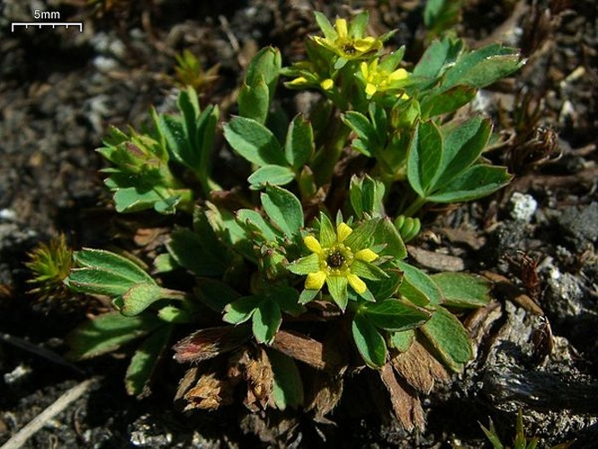 Sibbaldia procumbens &copy; <a rel="nofollow" class="external text" href="https://www.flickr.com/photos/7147684@N03/">pellaea</a>